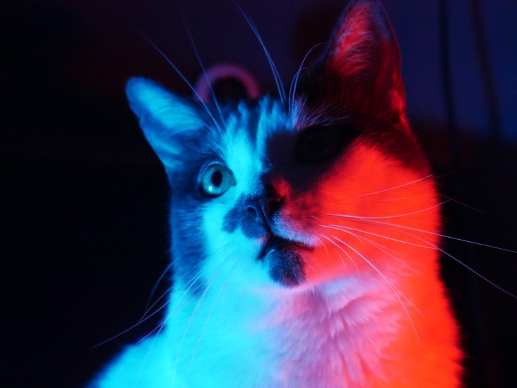 Jailyn's cat Clyde. He is a black and white short-haired cat. He is posing looking of to the side with a red light shining on his face on the left and a blue on the right.